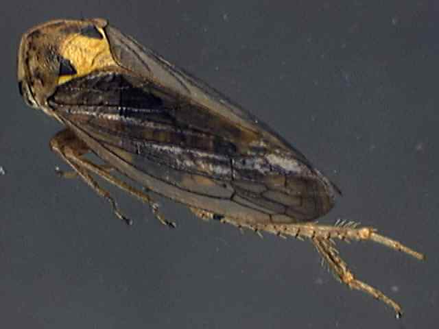 Macropsis scutellata